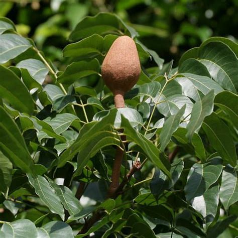 Big-leaf mahogany | WWF - raincitystudios.com