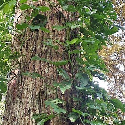 Big-leaf Mahogany - Swietenia macrophylla - Extinction … - raincitystudios.com