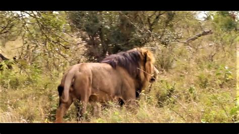 BIGGEST EVER MALE LION, HUNTING! Ever Seen A Male Lion Run Fast …