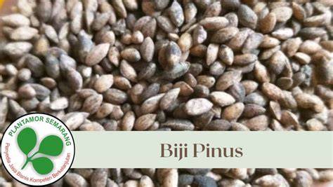 Biji Pinus | CV. Plantamor Semarang - raincitystudios.com