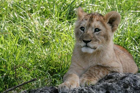 Binatang Liar.... #reels #family | Perubahan Ndruru - muktibox.com