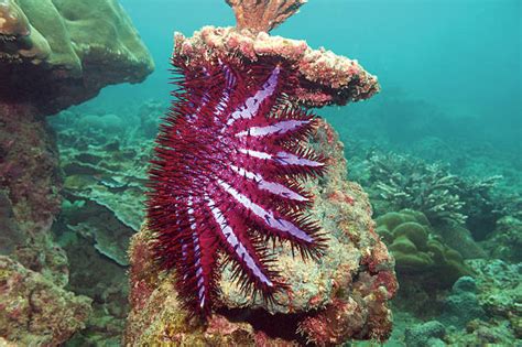 Bintang laut mahkota duri - Wikipedia bahasa … - raincitystudios.com