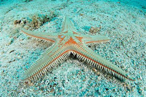 Bintang laut - Wikipedia bahasa Indonesia, … - raincitystudios.com