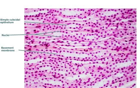 BIO 201 Histology Flashcards Quizlet