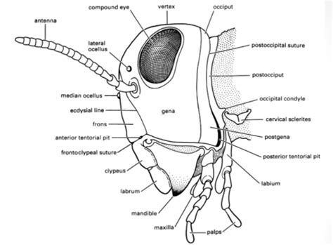 BIO 355 practical Flashcards Quizlet