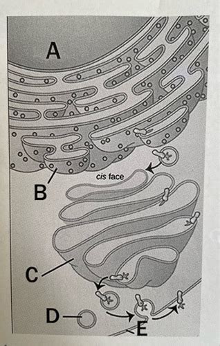 BIO CHAPTER 4 Flashcards | Quizlet - raincitystudios.com