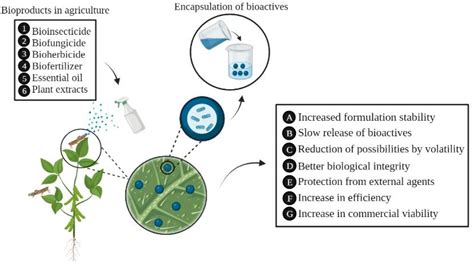 Bioactive compound encapsulation: Characteristics, applications in … - wintechmobiles.com