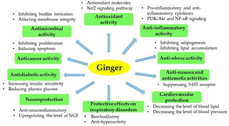 Bioactive Compounds and Bioactivities of Ginger - MDPI - muktibox.com