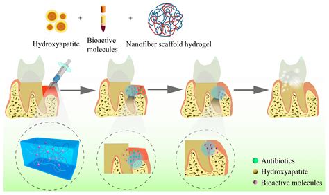 Bioactive Hydrogels and Scaffolds for Oral Mucosal Regeneration … - wintechmobiles.com