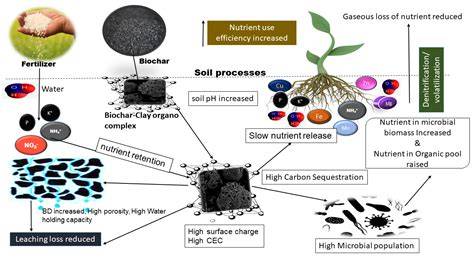 Biochar application: A sustainable approach to improve soil health - raincitystudios.com