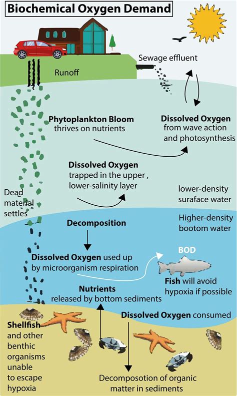 Biochemical oxygen demand - raincitystudios.com