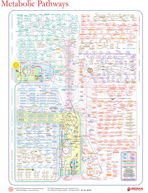 Biochemical pathways - Student Academic Success - muktibox.com