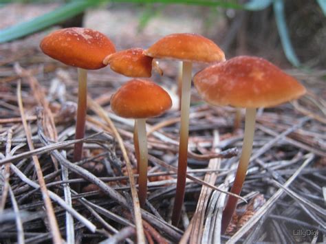 Biodiversitas Basidiomycota di Tegal Bunder dan Ambyarsari, Taman ... - muktibox.com