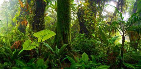 Biodiversity and Tropical Rainforests - Internet Geography - raincitystudios.com