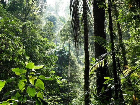 Biodiversity Hotspots definition | Biodiversity A-Z - raincitystudios.com