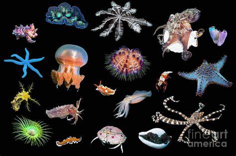 Biodiversity of Ocean Invertebrates | Smithsonian National Museum of ... - raincitystudios.com