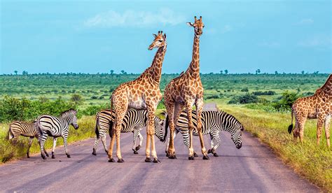 Biodiversity of South Africa - muktibox.com