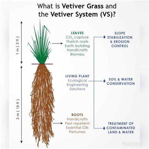 bioengineering – The Vetiver Network International - raincitystudios.com