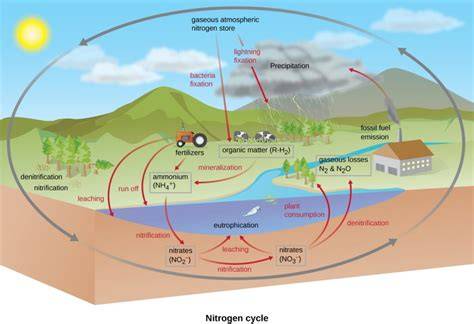 Biogeochemical Cycles: Earth's Nutrient Loop - raincitystudios.com