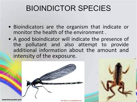 Bioindicator Species: Definition & Examples | StudySmarter - raincitystudios.com