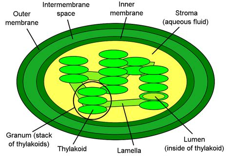 BIOL 23100 Lecture Notes - Lecture 21: Ribose, Chloroplast, Starch