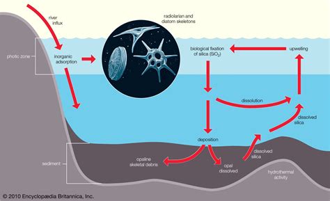 Biological growth properties of marine Enteromorpha-diatom and its ... - raincitystudios.com