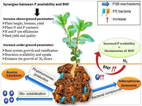 Biological nitrogen fixation and phosphorus solubilization boost ... - raincitystudios.com