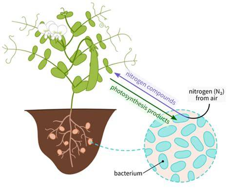 Biological nitrogen fixation of legumes crops under organic farming as ... - raincitystudios.com