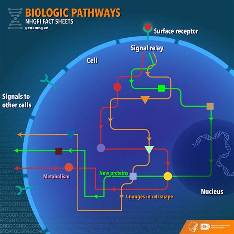 Biological Pathways Fact Sheet - muktibox.com