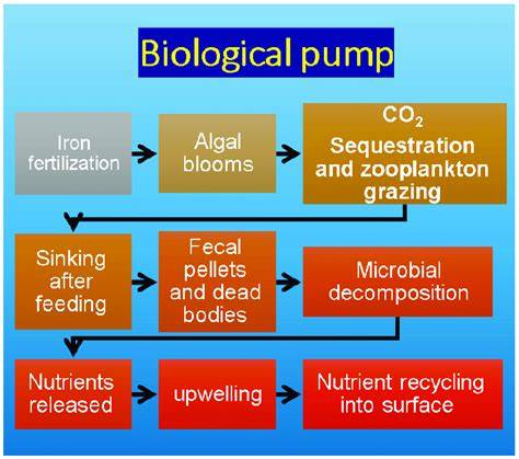 Biological pump - raincitystudios.com