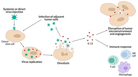 Biological therapy for cancer - Mayo Clinic - muktibox.com