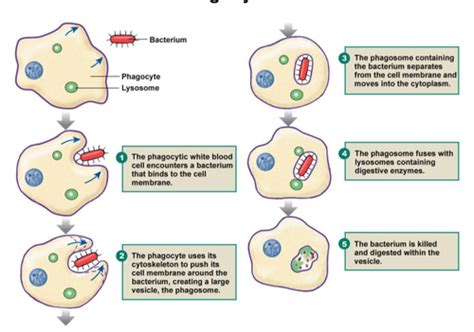 Biology: Immunity Unit Flashcards | Quizlet - wintechmobiles.com