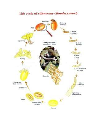 BIOLOGY AND LIFE CYCLE OF MULBERRY SILKWORM - raincitystudios.com