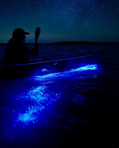 Bioluminescence | Ocean Today - wintechmobiles.com