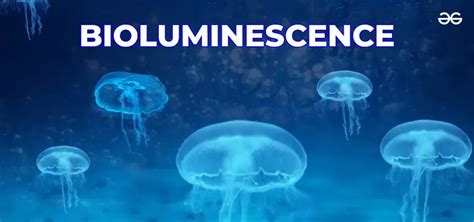 Bioluminscence: Science of Light and Color - NOAA Ocean Exploration - wintechmobiles.com