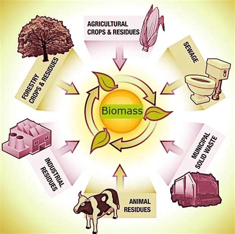 Biomass - Understand Energy Learning Hub - wintechmobiles.com