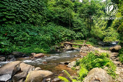 Biome: Rainforest - NASA Science - wintechmobiles.com