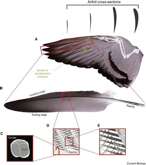 Biomechanics of avian flight - ScienceDirect - muktibox.com