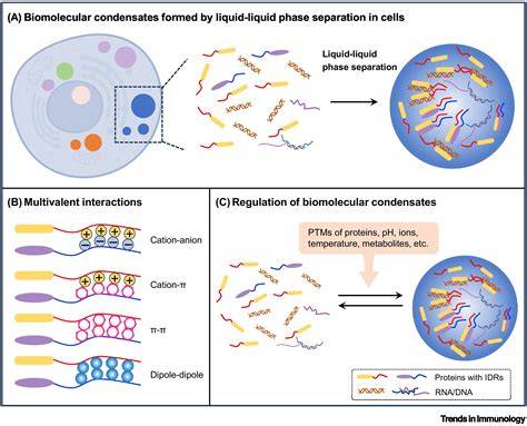 Biomolecular Interactions with Cell and Model Membranes ... - MDPI - raincitystudios.com