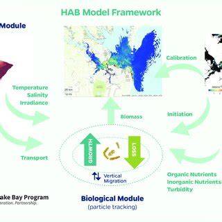 Biophysical interactions control the progression of harmful algal ... - raincitystudios.com