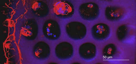 Biopolymers to 3D print retinal cell scaffolds - wintechmobiles.com