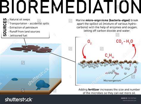 Bioremediation for the recovery of oil polluted marine environment ... - raincitystudios.com
