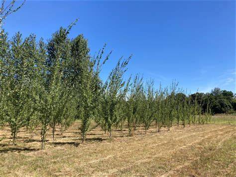Biotechnology in Forestry | Request PDF - ResearchGate - raincitystudios.com