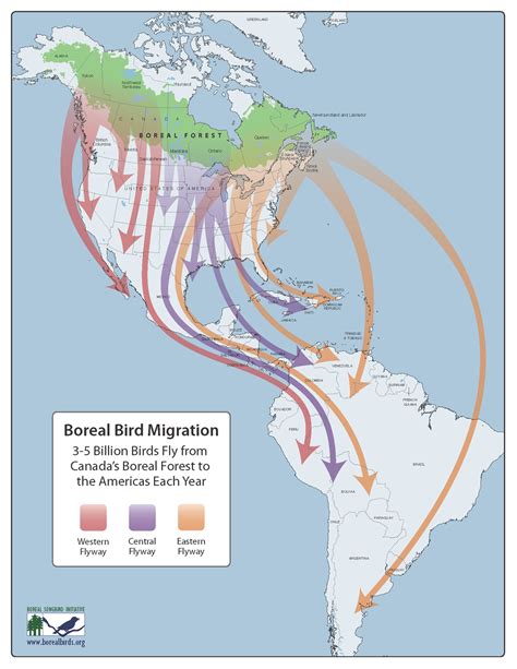 Bird Migration Patterns - Avian Scope - muktibox.com