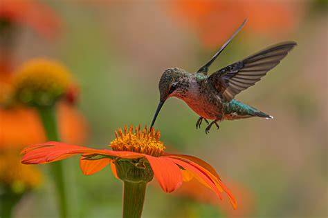 Bird Pollination - US Forest Service - raincitystudios.com