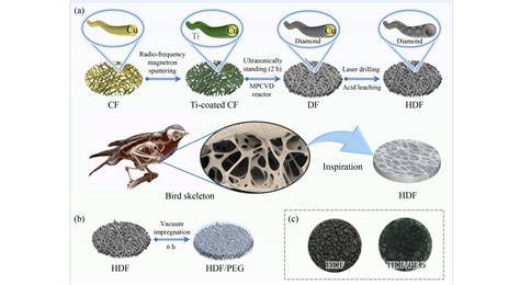Bird skeleton-inspired 3D hollow diamond-enhanced PEG ... - Springer - raincitystudios.com