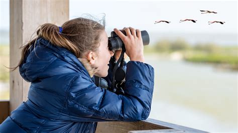 Bird-watching | Tips, Gear & Locations | Britannica - muktibox.com