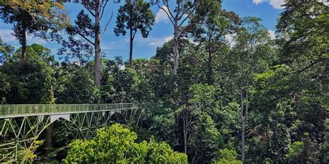 Birding the Rainforest Canopy - 10,000 Birds - muktibox.com