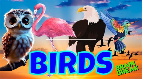 BIRDS / BIRDS OF THE WORLD. ANIMALS. WOULD YOU RATHER BRAIN BREAK …