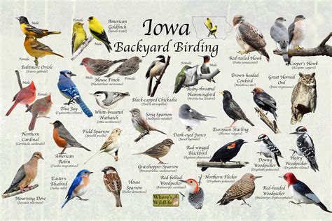 BIRDS OF IOWA [+COMMON; +IDENTIFICATION] - BIRD LIST